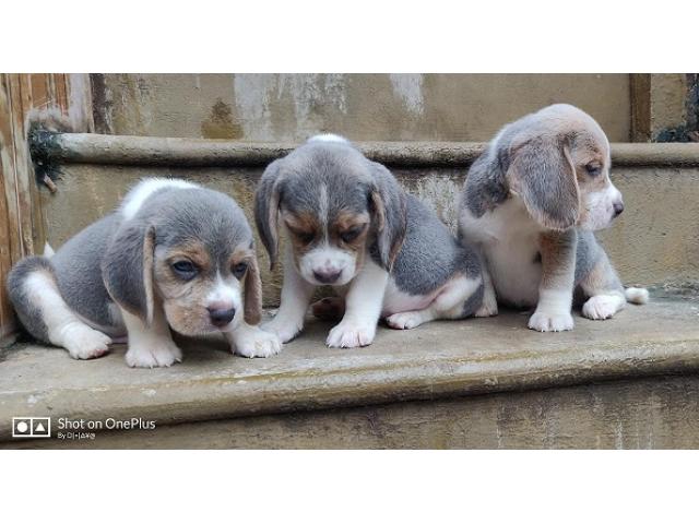 Blue Beagle Puppy Available - 1/1