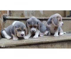 Blue Beagle Puppy Available - 1