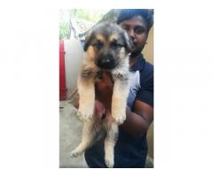 Top Quality GSD Bushcoat puppies available - 1