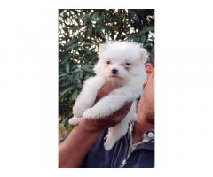 Culture Pom Puppies Available - 1
