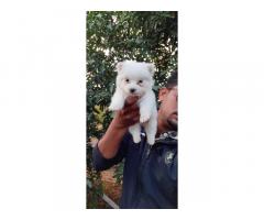 Culture Pom Puppies Available - 2
