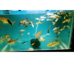 RISHABH AQUATIC Aquarium shop in Lucknow