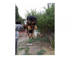 Male and female Rottweiler puppy available