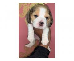 Beagle and pug pups available Bhopal MP