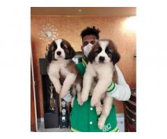 Saint Bernard Male female puppies available - 1
