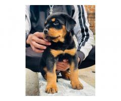 Rottweiler Puppy for Sale in Bhopal
