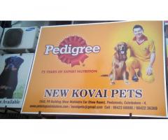 New Covai Pets , Pet store in Coimbatore, Tamil Nadu - 1