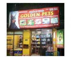 Coimbatore Golden Pets - 1