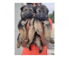 German shepherd Puppies for Sale
