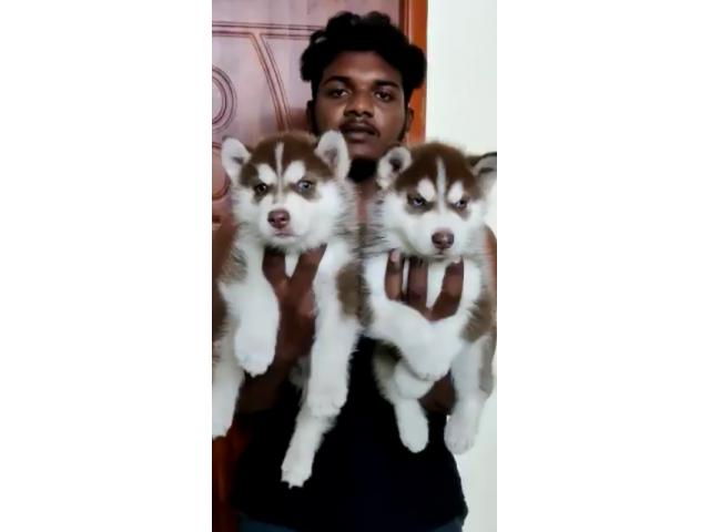 Siberian Husky Puppies Available for Sale - 1/1