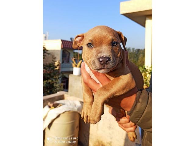 American bully female for Sale - 1/2