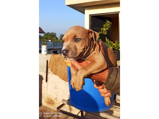 American bully female for Sale - 2/2