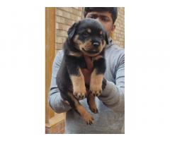 Top Quality Rottweiler Male puppy for sale - 1