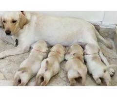Heavy size LABRADOR puppies for Sale
