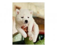  Husky pure white Puppy Available