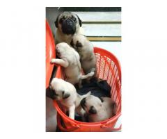Pug puppies available in Chennai for Sale