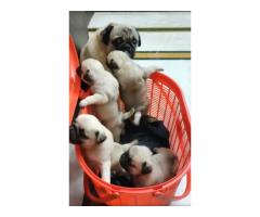 Pug puppies available in Chennai for Sale - 2