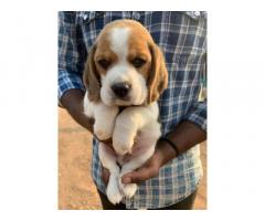 Beagle Male female for Sale Mumbai, Pune