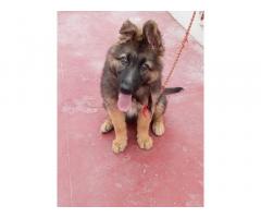 GSD Female Puppy looking for Good Home