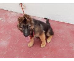 GSD Female Puppy looking for Good Home
