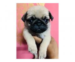 Pug pup available Bhopal