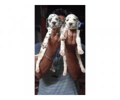 Dalmatian Puppies for Sale Tenkasi