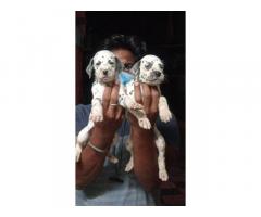 Dalmatian Puppies for Sale Tenkasi