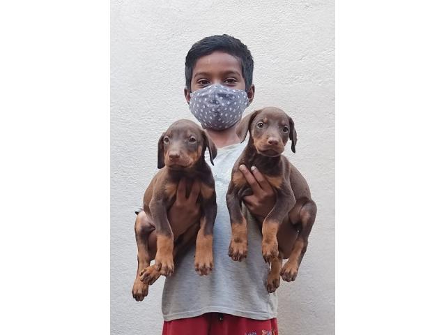 Doberman Puppies for Sale in Erode - 1/2