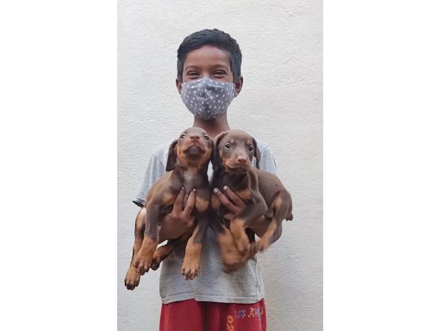 Doberman Puppies for Sale in Erode - 2/2