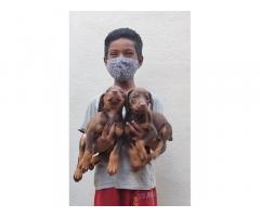 Doberman Puppies for Sale in Erode