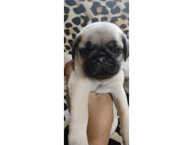 Top Quality Pug Puppies Available in Trichy - 1/2