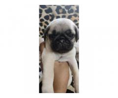 Top Quality Pug Puppies Available in Trichy - 1