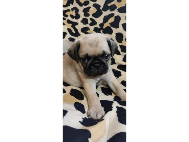 Top Quality Pug Puppies Available in Trichy - 2/2