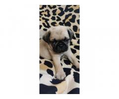 Top Quality Pug Puppies Available in Trichy