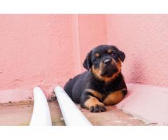 Heavy size Rottweiler Male pup available for sale
