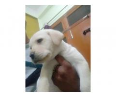 Labrador female puppy for sale Alambagh Lucknow