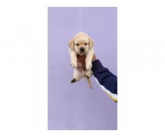 Top quality lab puppy Available in Delhi - 1