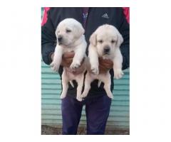 Show quality lab puppy available for sale - 1