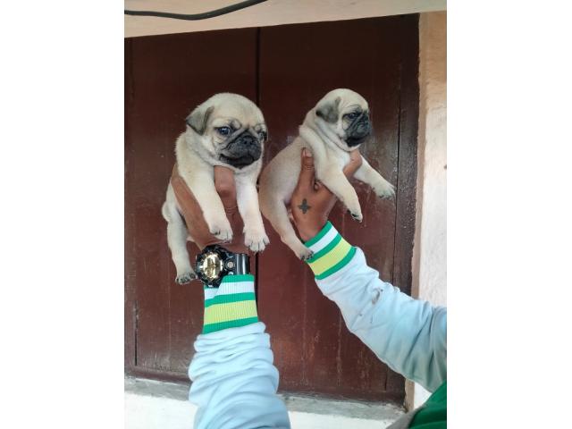 Pug Male female puppies available in Pune - 1/1