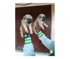 Pug Male female puppies available in Pune