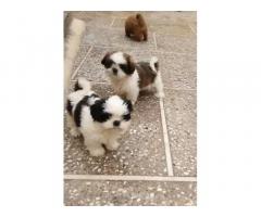 Shihtzu Puppies for Sale in Ambala