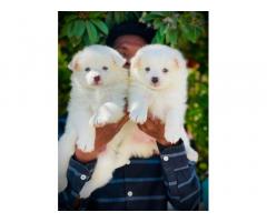 Pom 2 male 3 female puppy available - 1