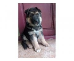 German shepherd puppies Available without kci - 1