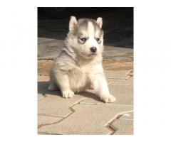 Siberian husky puppy for sale