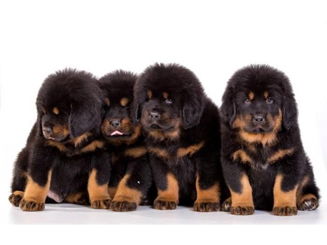 Tibetan Mastiff Dog Puppies Price - 1/1