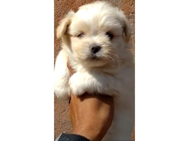 White Fown Color Lhasa Apso Male Puppy - 1/1