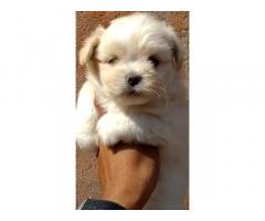 White Fown Color Lhasa Apso Male Puppy