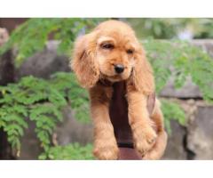 Cocker Spaniel Male puppy available