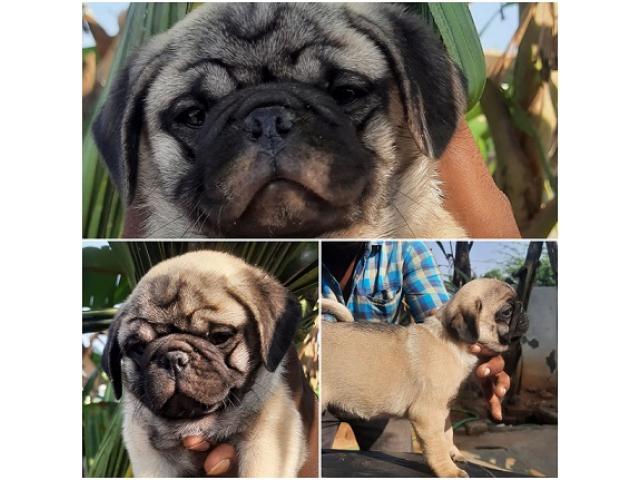 Pug puppies for sale Coimbatore - 1/1