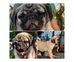 Pug puppies for sale Coimbatore